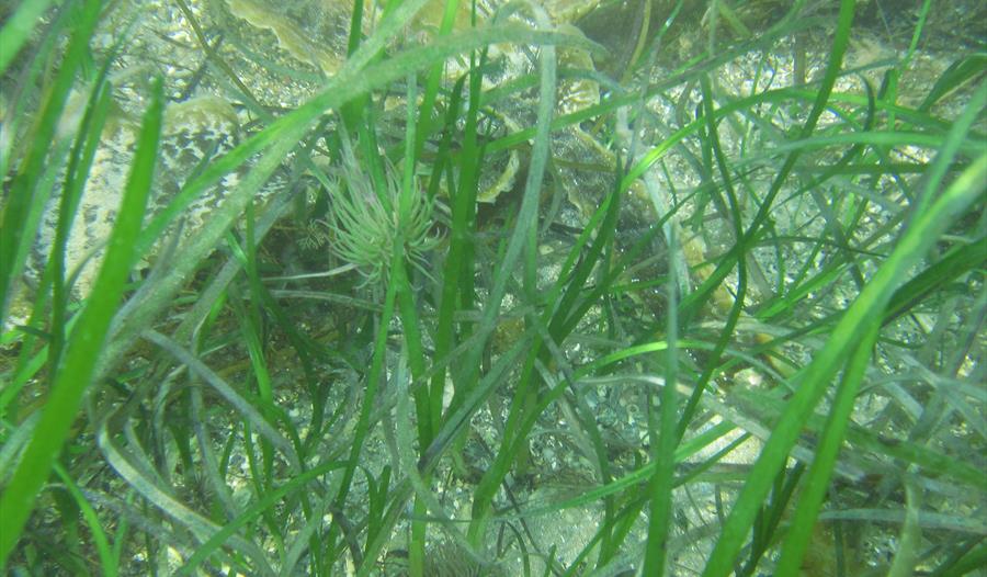 Image of seagrass