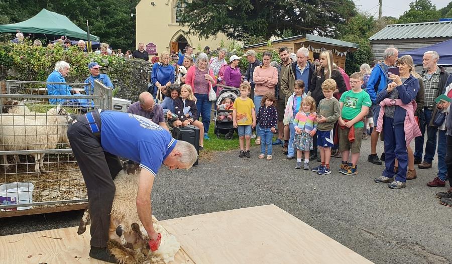 Sheep shearing demonstration at Peter Tavy Village Fayre