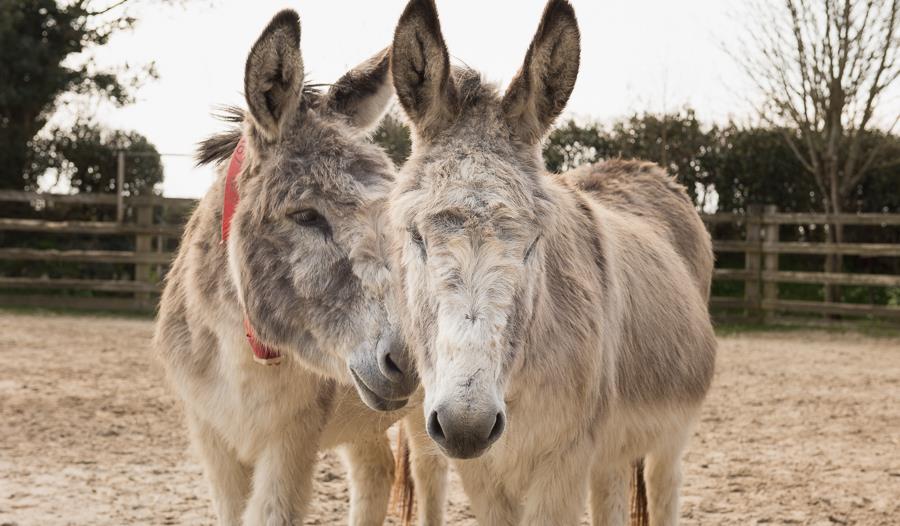 Two playful donkeys