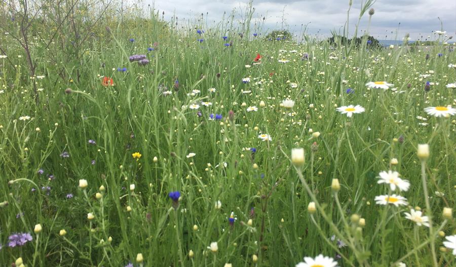 Photo of a wildflower meadow under grey sky