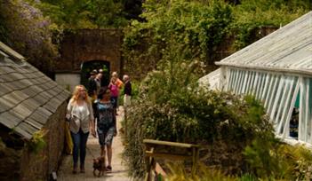 Dawn Chorus Walk