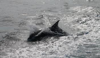Dolphin