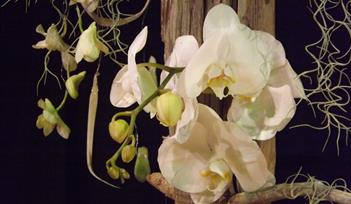 Exeter Floral Trail - Chelsea Fringe Event