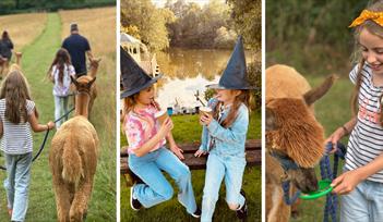 Half Term Alpaca Experience
