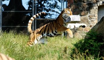 We Support a Zoo Summer Fair