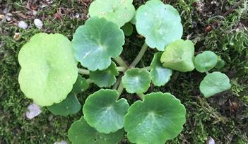 Pennywort Plant