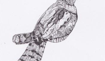 Drawing of Nightjar