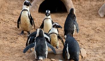 African Penguins at Living Coasts