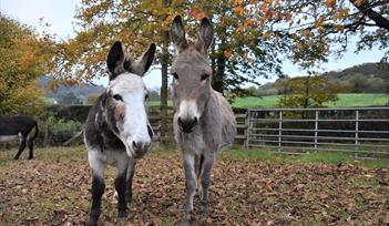Halloween Event at The Donkey Sanctuary