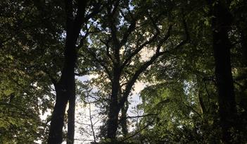 Trees, South Devon
