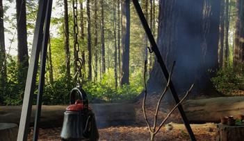 Foraging & Forest Bathing