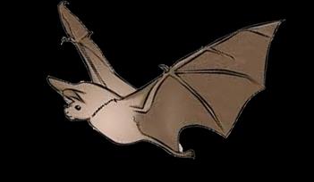 Bat Walk