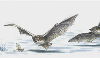 Bat Watch