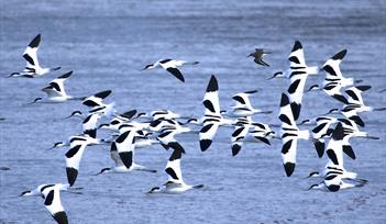 Bird Watching Cruises