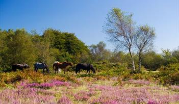 Blackdown Hills