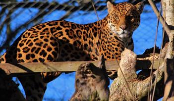 Dartmoor Zoo Annual Spring Fair