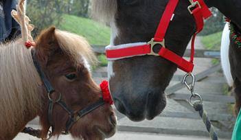 Gold, Frankincense and Mare