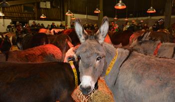 Carols by Candlelight at The Donkey Sanctuary