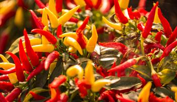 Chilli Event