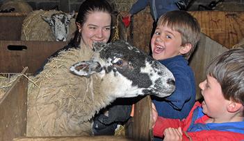 Lambing Sunday