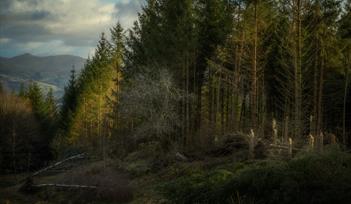The winning image from the Changing Forests category shows the aftermath of Storm Arwen in Grizedale Forest in the Lake District