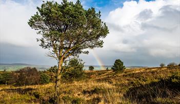 Aylesbeare Common scene