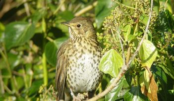 Image of a bird