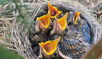 Dawn Chorus