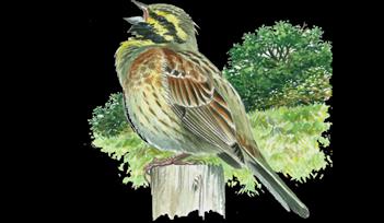 Dawn Chorus Walk