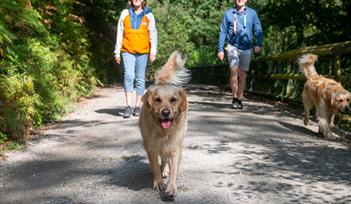 Dog walking towards camera