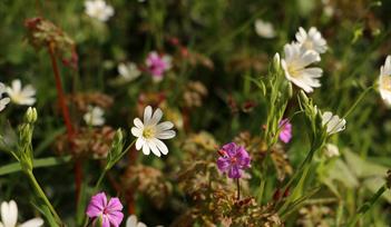 Flowers of walks and waysides