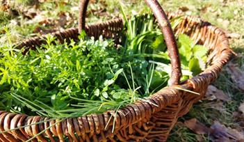 Dartington Foraging Walk