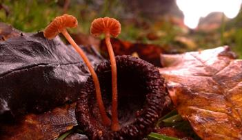 Fungal Foray