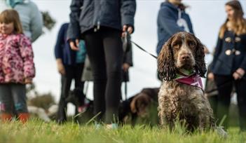 Great British Dog Walk at Haldon Forest