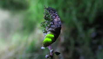 Glow worm female