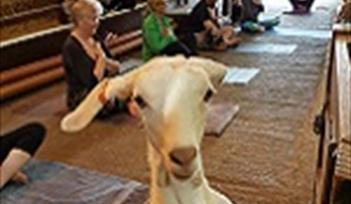 Goat Yoga