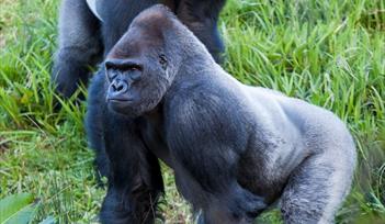 Gorillas at Paignton Zoo