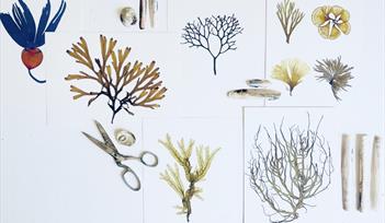 Seaweed Pressing Workshop