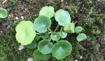 Spring Foraging Course
