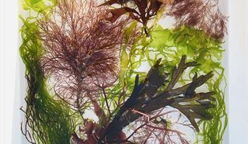 Selection of Devon Seaweeds