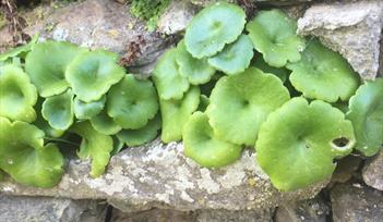 Summer Foraging Courses