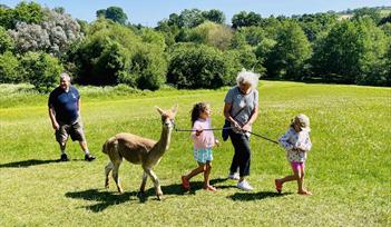 Canonteign Falls Alpaca Experience