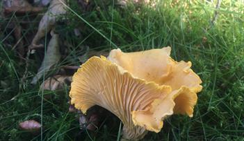 Chanterelle