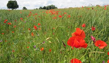 Picnics, Poppies and Pipistrelles