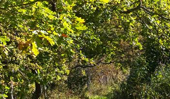 Wild Food Forage