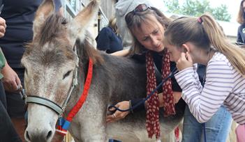 Child examines a donkey at Junior Vet Day