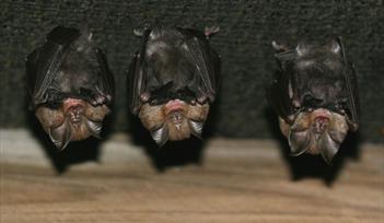 Bats and belfries