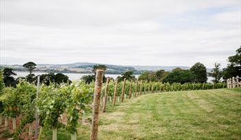Lympstone Manor Vineyard