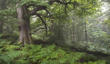 Earth Photo exhibition at Haldon Forest Park