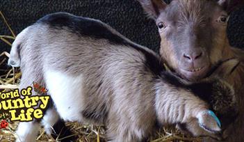 Mother's Day at World of Country Life, Exmouth, Devon